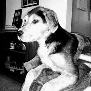 Meet your Posher, Norman